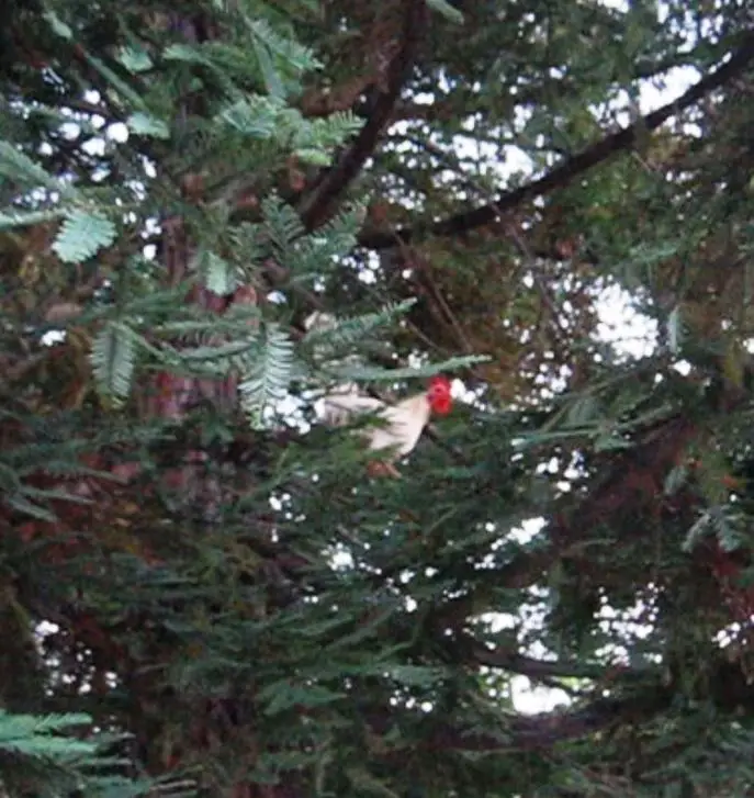 Mr. Green Jeans at Colony Green 