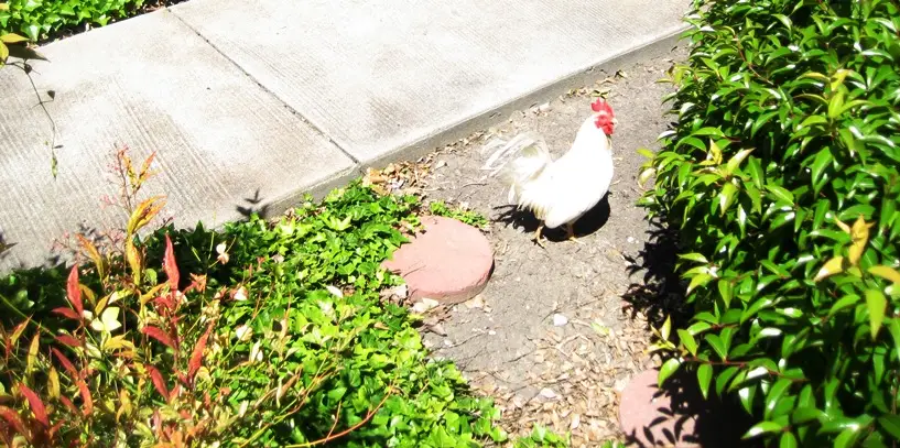 Rooster at Colony Green